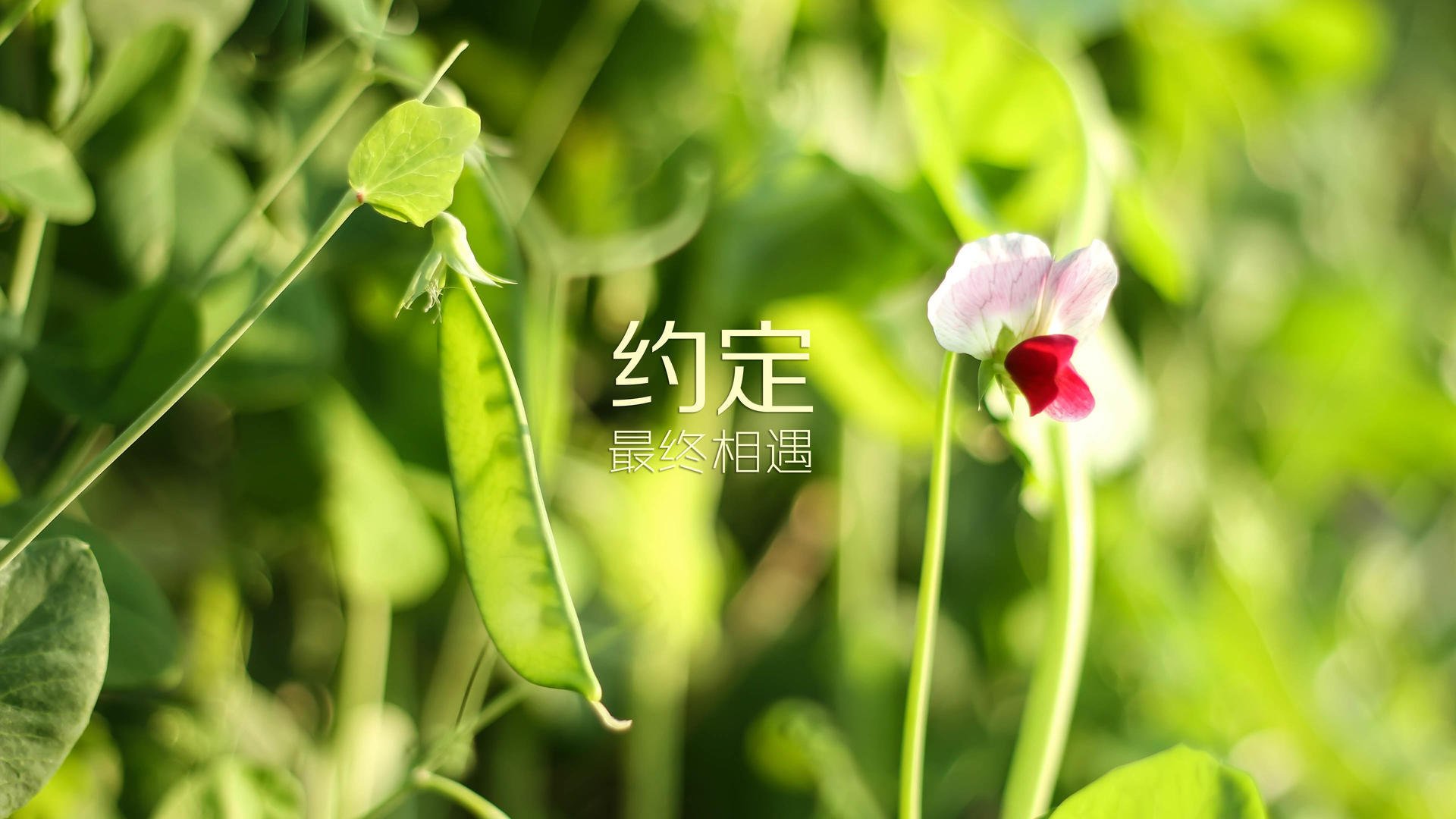 广岛三箭将全力以赴，为了晋级下一轮而战，广岛三箭vs川崎前锋结果