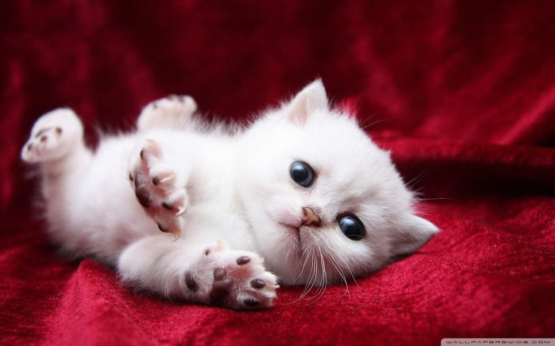 爱游戏中国官方登录入口网站-庞蒂冲线瞬间引爆现场气氛，庞蒂斯克