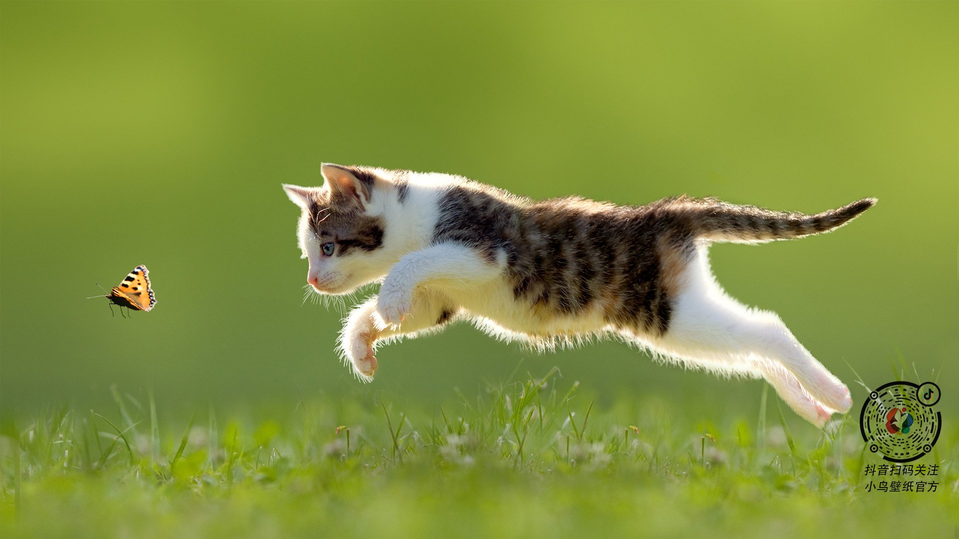 AIYOUXI.COM-澳大利亚橄榄球如何利用青训系统提升整体实力？，澳式橄榄球球队