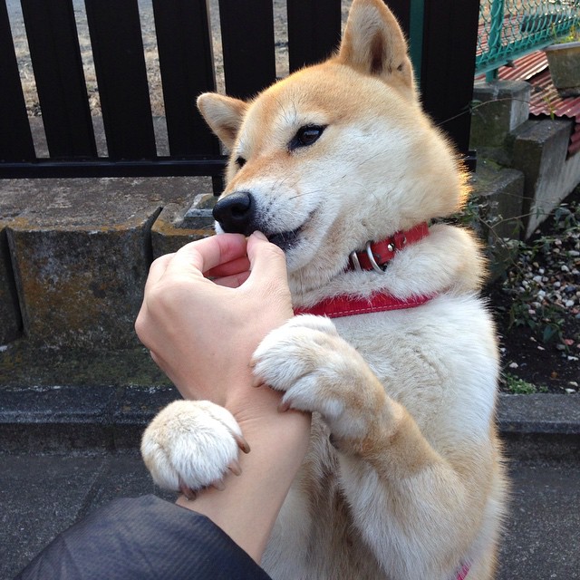 职业教练赴海外深造学习前沿训练理念带回创新方法