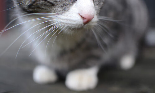 爱游戏体育app-里奇·麦考：从全黑队的基石到橄榄球历史的传奇，麦奇里湖