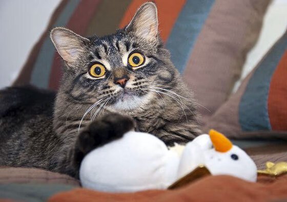 青训体系建设纳入体育中考足球参与率稳步上升，中国足球青训大纲内容